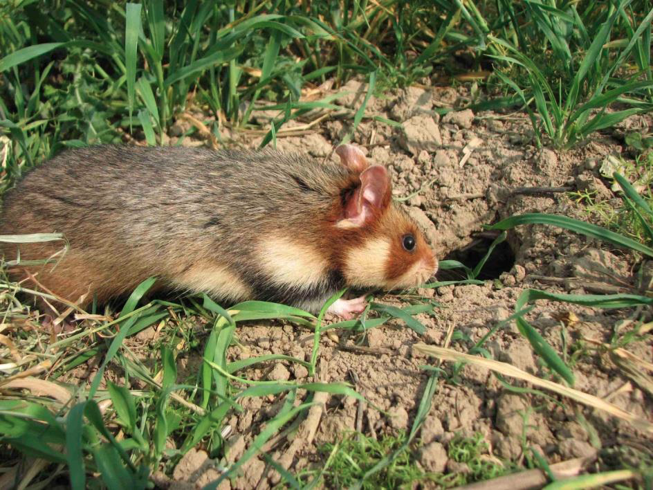 Korenwolf - Foto Gerard Muskens